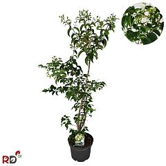 Heptacodium miconioides
