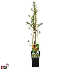 Hippophae rhamn. 'Friesd. Orange'