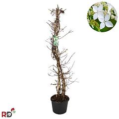 Hydrangea anomala petiolaris