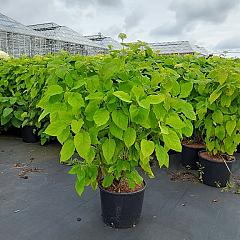 Hydrangea a. 'Annabelle'
