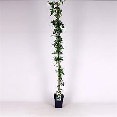 Jasminum officinale