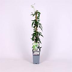 Jasminum polyanthum