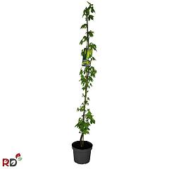 Laburnum wat. 'Vossii'