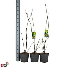 Laburnum wat. 'Vossii'