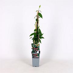 Lonicera henryi