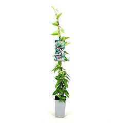 Lonicera henryi