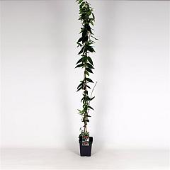 Lonicera henryi