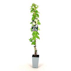 Lonicera jap. 'Halliana'