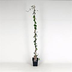 Lonicera periclymenum