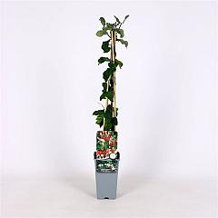 Lonicera per. 'Belgica'