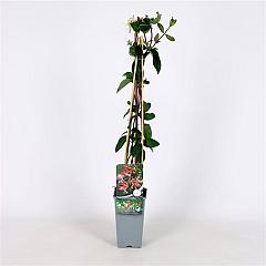 Lonicera per. 'Belgica Select'