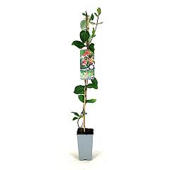 Lonicera per. 'Belgica Select'
