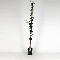 Lonicera per. 'Belgica Select'