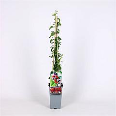 Lycium barbarum