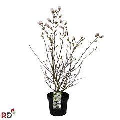 Magnolia stellata