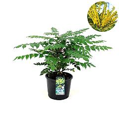 Mahonia japonica 'Hivernant'