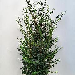 Osmanthus burkwoodii