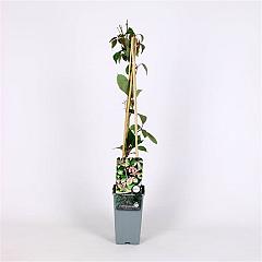 Parthenocissus henryana