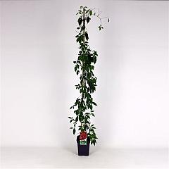 Parthenocissus quinq. engelmannii