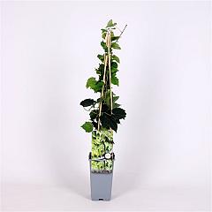 Parthenocissus tr. 'Green Spring'