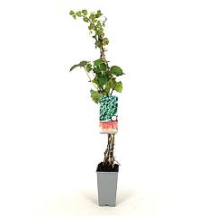 Parthenocissus tr. 'Veitch.Robusta'