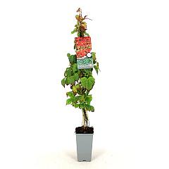 Parthenocissus tr. 'Veitchii'