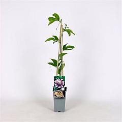 Passiflora edulis