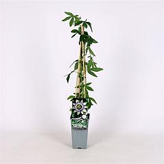 Passiflora 'Damsel's Delight'