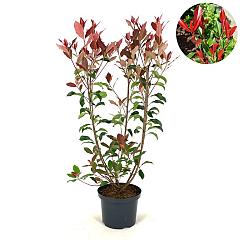 Photinia Dynamo Red (R)