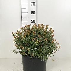 Pieris jap. 'Little Heath'