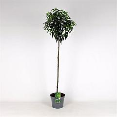 Prunus lusitanica 'Angustifolia'