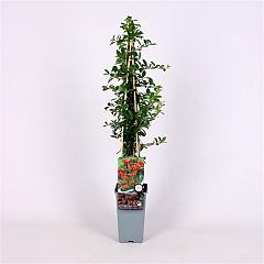 Pyracantha 'Orange Glow'