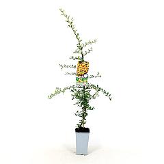 Pyracantha 'Soleil d'Or'