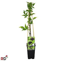 Sambucus nigra 'Haidegg'