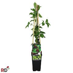 Sambucus nigra 'Sampo'
