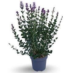 Syringa meyeri 'Palibin'