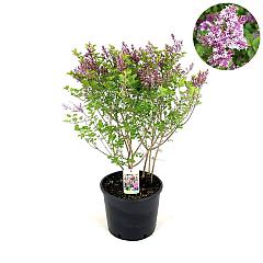 Syringa meyeri 'Palibin'
