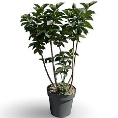 Syringa v. 'And. an Ludwig Späth'