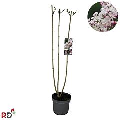 Syringa v. 'Beauty of Moscow'
