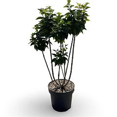Syringa v. 'Michel Buchner'