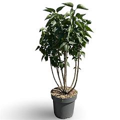 Syringa v. 'Mme Lemoine'