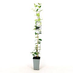 Trachelospermum jasminoides