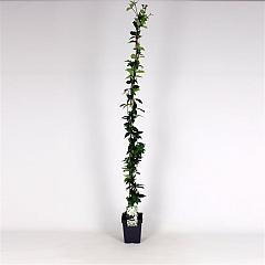 Trachelospermum jasminoides