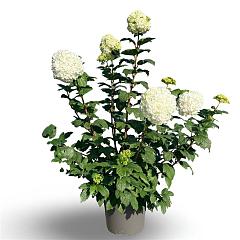 Viburnum opulus 'Roseum'