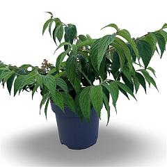 Viburnum plic. 'Mariesii'