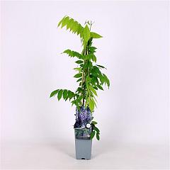 Wisteria flor. 'Issai-naga'
