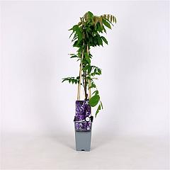 Wisteria sinensis 'Caroline'