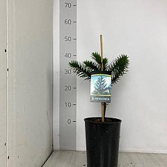 Araucaria araucana