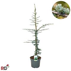 Cedrus libani 'Glauca'