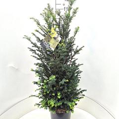 Taxus baccata